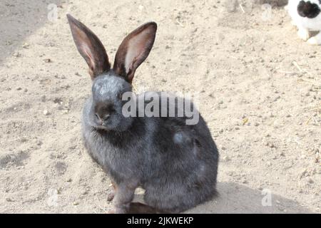 Eine Nahaufnahme eines entzückenden Flämischen Riesen-Hasen auf dem Bauernhof Stockfoto