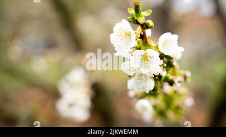 Eine Nahaufnahme von Pflaumenblüten auf einem Ast auf einem verschwommenen Hintergrund Stockfoto