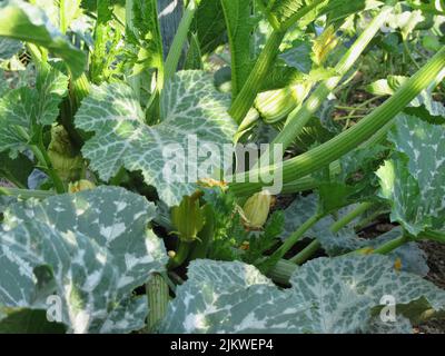 Blühende Zucchini-Pflanze im Garten in der Toskana, Italien Stockfoto