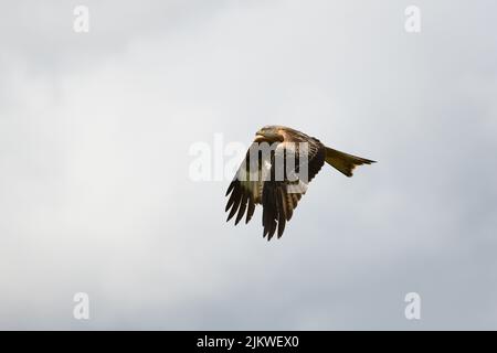 Eine Nahaufnahme eines Red Kite Vogels, der während des Fluges in einem bewölkten Himmel aufgenommen wurde Stockfoto