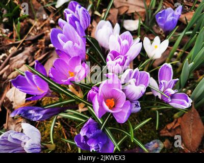 Ein selektiver Fokus eines violetten Krokus Pflanzen im Garten Stockfoto