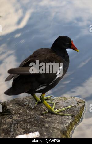 Eine vertikale Nahaufnahme einer schwarzen Moorhuhn (Gallinula chloropus) am Rand des Ufers Stockfoto