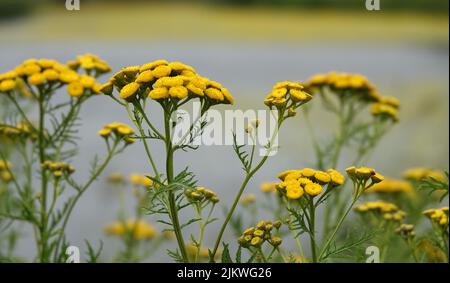 Gelbe, gewöhnliche Tansblüten oder Tanacetum vulgare vor einem grauen, verschwommenen Hintergrund. Diese Pflanze stammt aus dem gemäßigten Europa und Asien Stockfoto