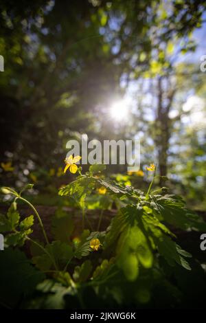 Eine vertikale Nahaufnahme von einigen Celandinen, die im Wald im Hintergrund der Sonnenstrahlen wachsen. Stockfoto