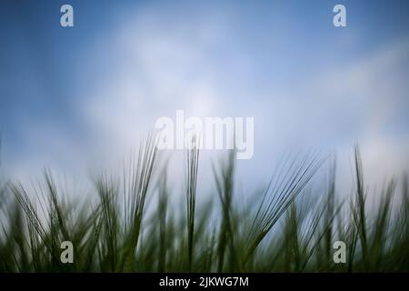 Eine Nahaufnahme von Gras in einem verschwommenen Hintergrund. Stockfoto
