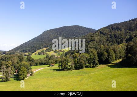 Eine wunderschöne Landschaft aus Bäumen, die auf einem Feld wachsen. Stockfoto