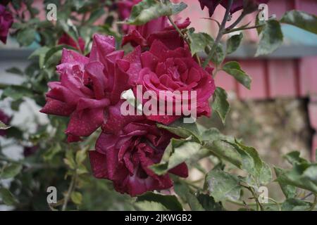 Eine Makroaufnahme von rosa zarten floribunda Gartenrosen Stockfoto