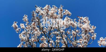 Baum mit weißen Blüten und blauem Himmel Stockfoto