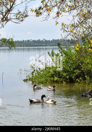 Eine vertikale Aufnahme einer Herde von Enten, die in einem See schwimmen und grüne Sträucher und Bäume an seinem Ufer reflektieren Stockfoto