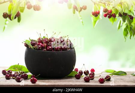 Frische Kirschen in rustikaler Holzschüssel. Kirschen auf dem Holztisch im Kirschgarten Stockfoto