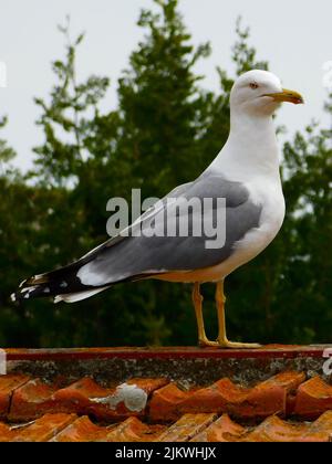 Eine vertikale Nahaufnahme der europäischen Heringsmöwe, Larus argentatus. Stockfoto