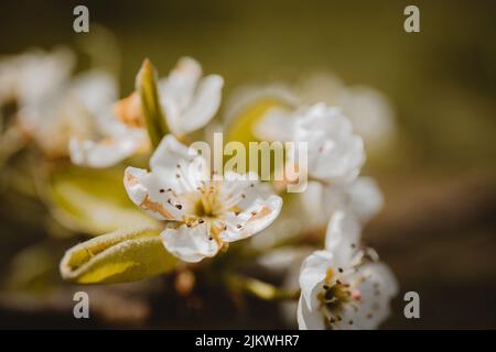 Eine Nahaufnahme des blühenden Birnenbaums der Callery mit weißen Blüten. Pyrus calleryana. Stockfoto