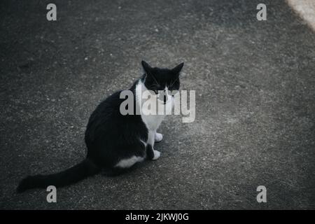Eine Nahaufnahme der zweifarbigen Katze, die auf der Straße sitzt. Stockfoto