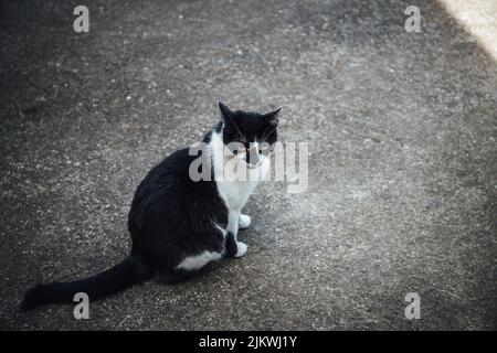 Eine Nahaufnahme der zweifarbigen Katze, die auf der Straße sitzt. Stockfoto