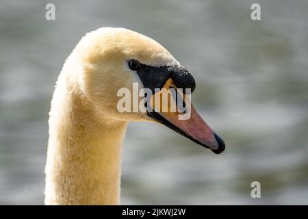 Eine Nahaufnahme des Kopfes des stummen Schwans. Cygnus olor. Stockfoto
