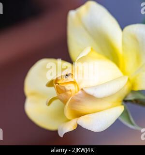 Ameise, die auf den gelben Blütenblättern einer Rose läuft Feder Stockfoto