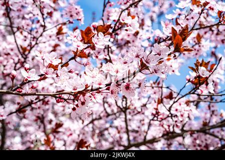 Eine Nahaufnahme mit Frühlingsapfelblüten - wilde rosa Apfelblüten Stockfoto