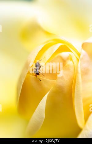 Ameise, die auf den gelben Blütenblättern einer Rose läuft Feder Stockfoto