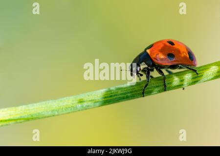 Marienkäfer mit sieben Flecken, Schwarzes und orangefarbenes Insekt auf einem Fenchelstiel Stockfoto