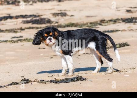 Ein Hund Kavalier König charles, ein niedlicher Welpe am Strand stehen Stockfoto