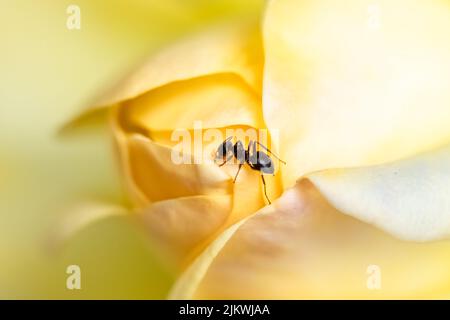 Ameise, die auf den gelben Blütenblättern einer Rose läuft Feder Stockfoto