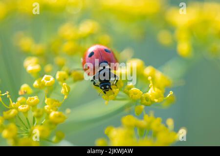 Marienkäfer mit sieben Flecken, schwarzes und rotes Insekt auf einer Fenchelblume Stockfoto