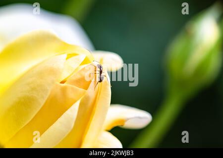 Ameise, die auf den gelben Blütenblättern einer Rose läuft Feder Stockfoto