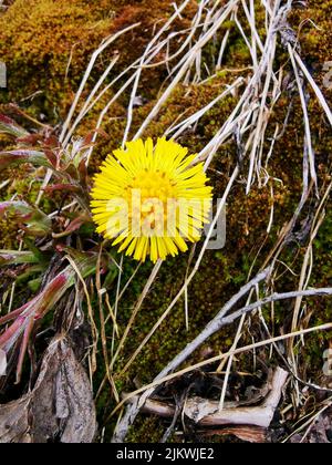 Eine Nahaufnahme eines gelben Säckchenfußes, der im Frühjahr im Garten gewachsen ist Stockfoto