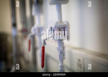 Biobank: Die aus dem Blut und der Nabelschnur extrahierten Stammzellen werden bei -150C in Stickstoffbehältern gespeichert. Stockfoto