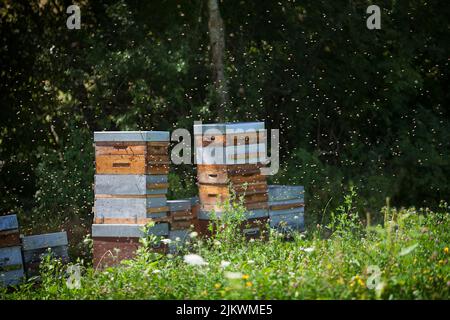 Honig von einem Imker in Frankreich ernten. Stockfoto