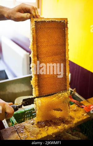 Honig von einem Imker in Frankreich ernten. Stockfoto