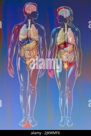 Atem-, Verdauungs- und Nervensystem eines Mannes und einer Frau. Stockfoto