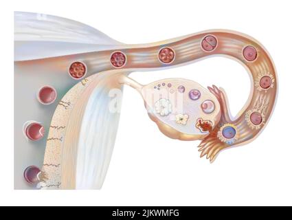 Weibliche Genitalien: Eierstockzyklus, Eisprung, Befruchtung, Embryonensegmentierung, Implantation. Stockfoto