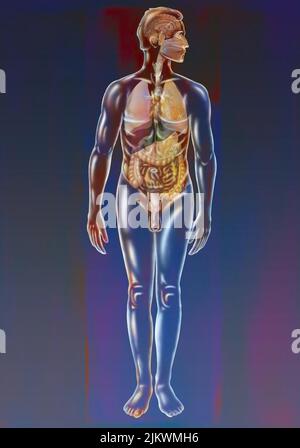Atmungs-, Verdauungs- und Nervensystem eines Mannes. Stockfoto