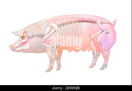 Anatomie des Schweins mit seinem Knochensystem. Stockfoto