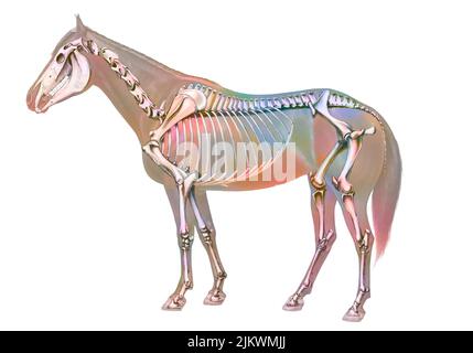 Anatomie des Pferdes mit seinem Knochensystem. Stockfoto