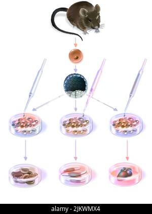 Forschung in der Zelltherapie: Gewinnung und Differenzierung embryonaler Stammzellen. Stockfoto