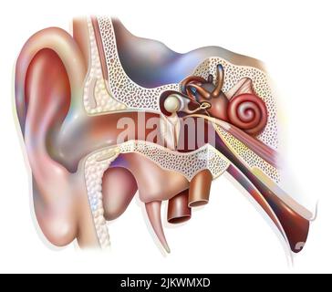 Anatomie des Innenohrs mit dem Trommelfell, der Cochlea. Stockfoto