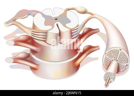 Struktur des Rückenmarks und der Spinalnerven. Stockfoto