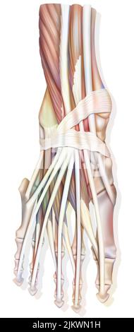 Anatomie des Sprunggelenks mit Muskeln, Sehnen. Stockfoto