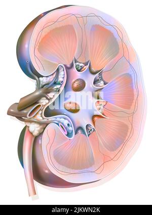 Sagittaler Abschnitt der linken Niere mit den Nierenarterien und Venen. Stockfoto
