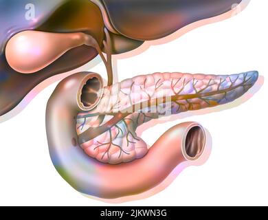 Anatomie der Bauchspeicheldrüse in der anterioren Ansicht mit Gallenblase und gemeinsamem Gallengang. Stockfoto