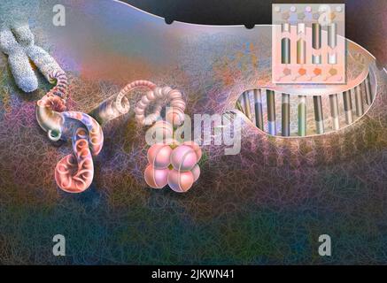 Das Abrollen des Chromosoms auf die entrollte DNA, um seine Zusammensetzung zu zeigen. Stockfoto