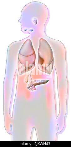 Speicheldrüsen (sublingual, submandibulär, parotis), Lunge und Bauchspeicheldrüse. Stockfoto