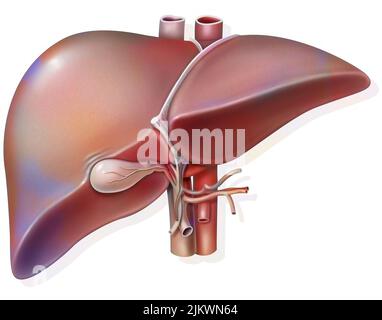 Leber und Gallenblase mit Anzeichen für hepatisches Hilum. Stockfoto