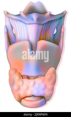 Kehlkopf in anteriorer Ansicht mit Epiglottis, Hyoidknochen, Schilddrüsenknorpel. Stockfoto