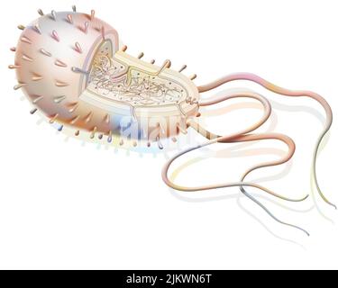 Struktur eines Bakteriums: Plasmide, Ribosomen, DNA, Flagellen. Stockfoto