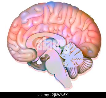 Mittlerer sagittaler Abschnitt des menschlichen Gehirns, der den Hypothalamus zeigt. Stockfoto