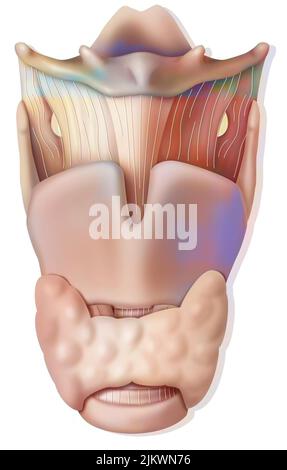 Kehlkopf in anteriorer Ansicht mit Epiglottis, Hyoidknochen, Schilddrüsenknorpel. Stockfoto