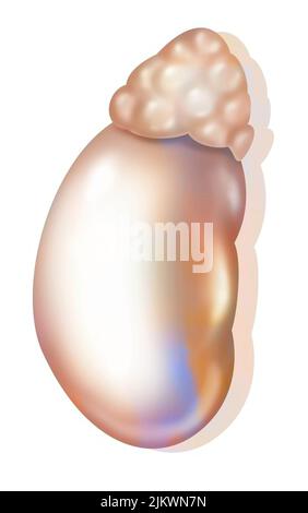 Die linke Nebenniere befindet sich über der linken Niere. Stockfoto